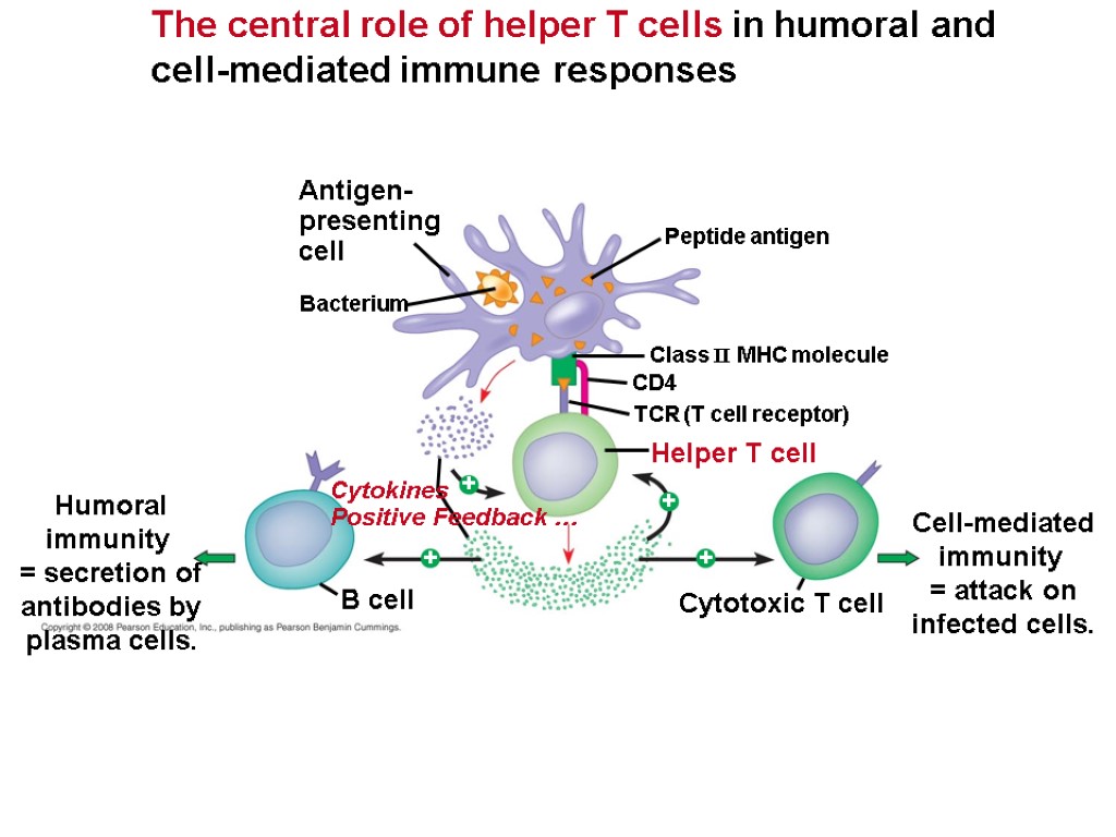 The central role of helper T cells in humoral and cell-mediated immune responses Antigen-